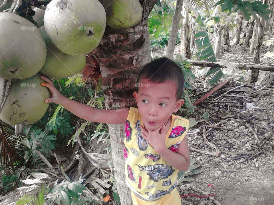 he catching the coconut fruits