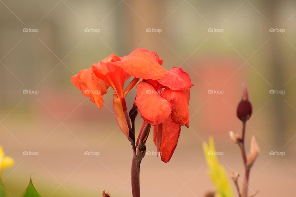 Vivid Orange Big Canna Flower on Blur Background