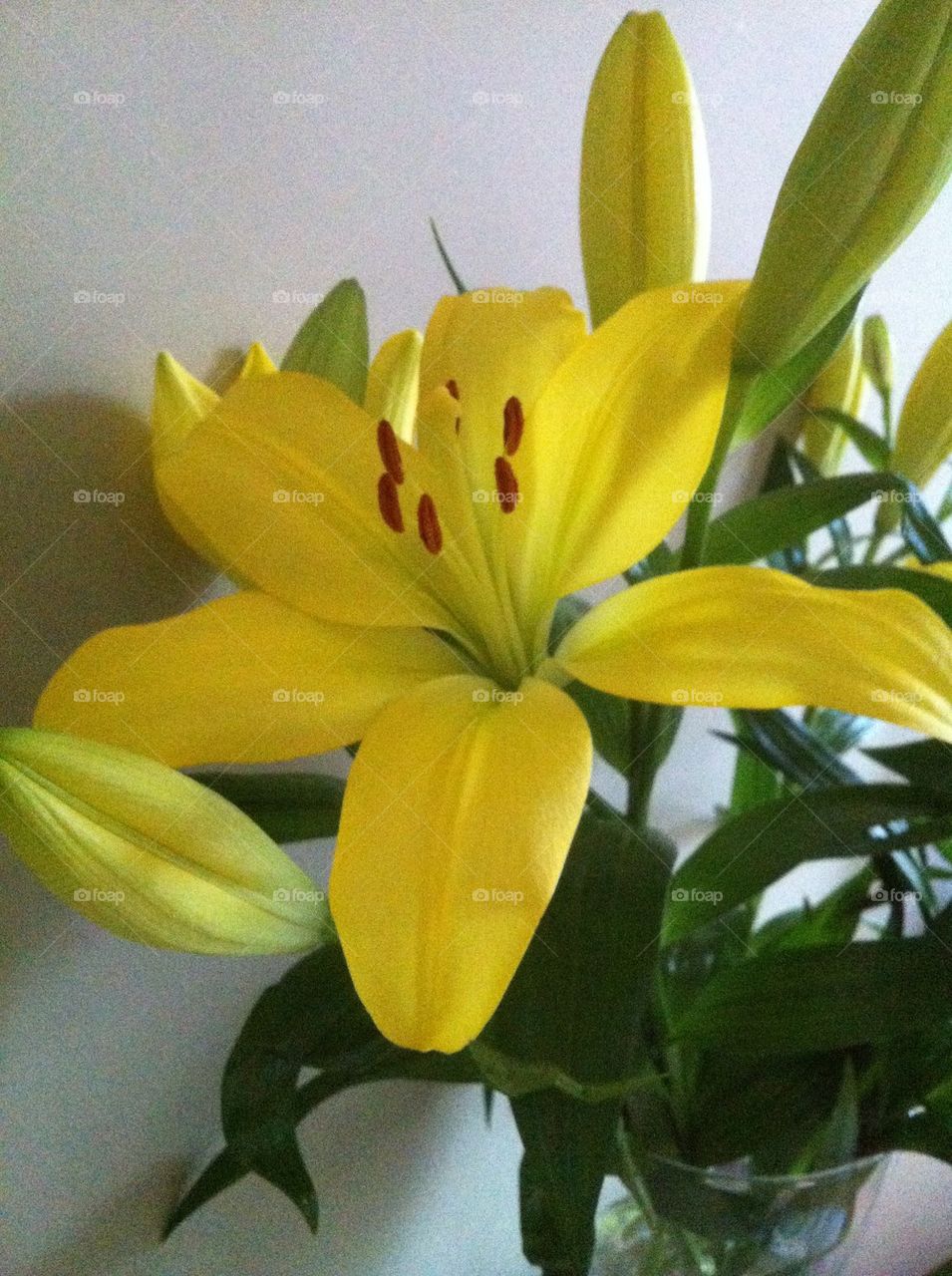 Lilly's yellow 