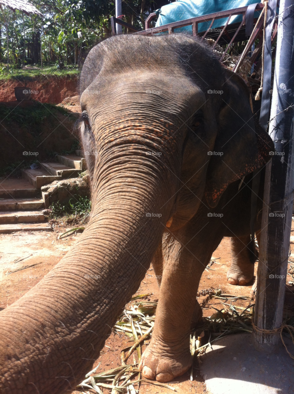 thailand friend elephant truck by jarus31