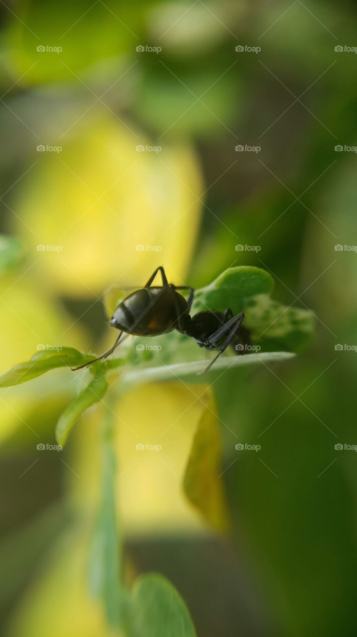 Close-up of black ant