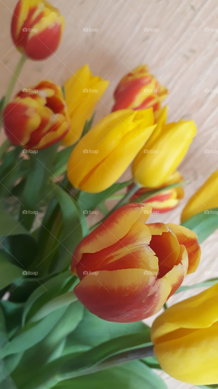 tulips