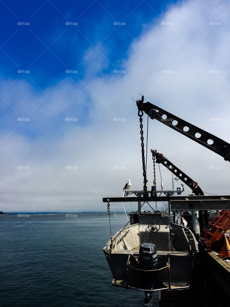 Seagull on boat 