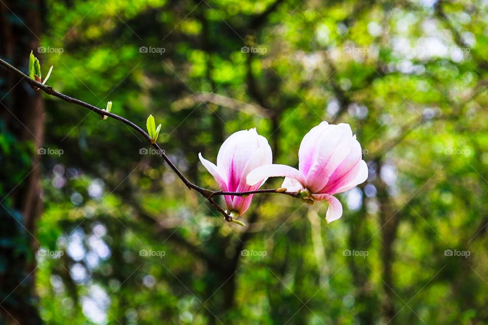 Two gorgeous pink magnolias, in spring, in a forest.
