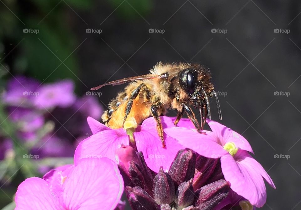 A honey bee loaded with nectar!