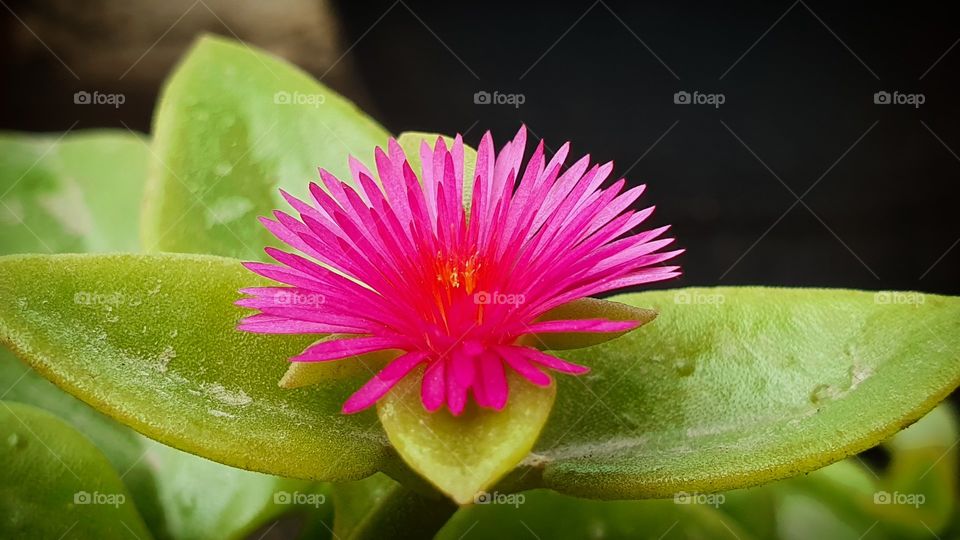 #rk #mobileclick #mobilephotography #s10plus #samsungs10plus #nature #naturephotography #flower #florida #flowerphotography #floridalife #florals #green #greenleaves #botanical #closeup #beautyful