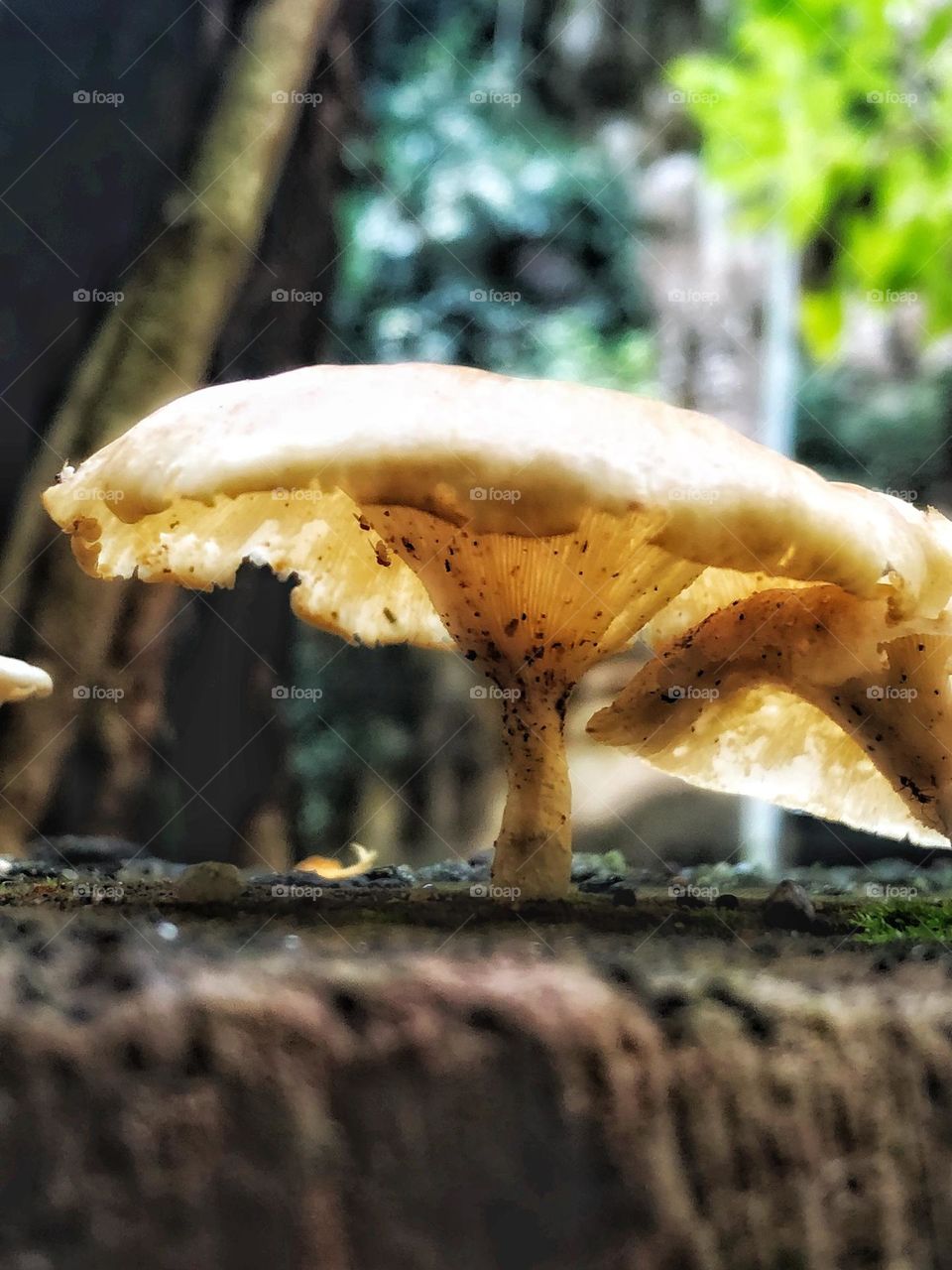 Wood mushroom