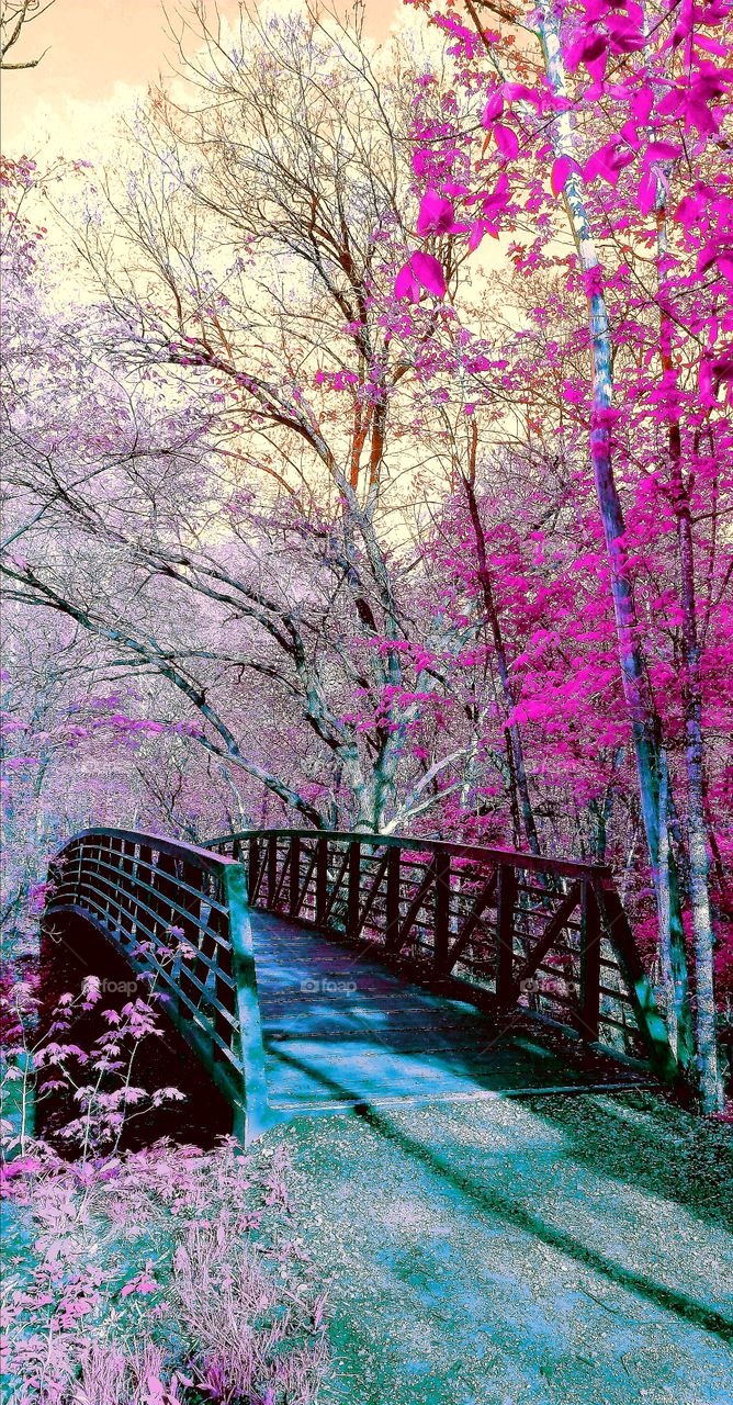 beautiful colorful bridge in the forest