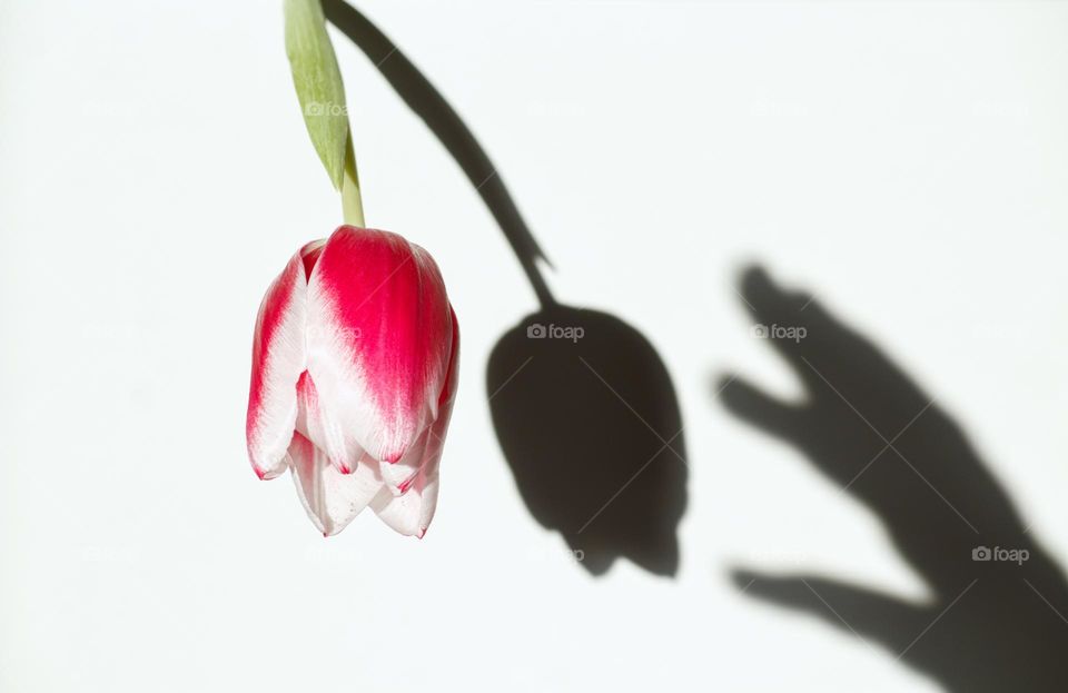 When your own demons come after your shadow… hand shadow trying to touch the shadow of a tulip.