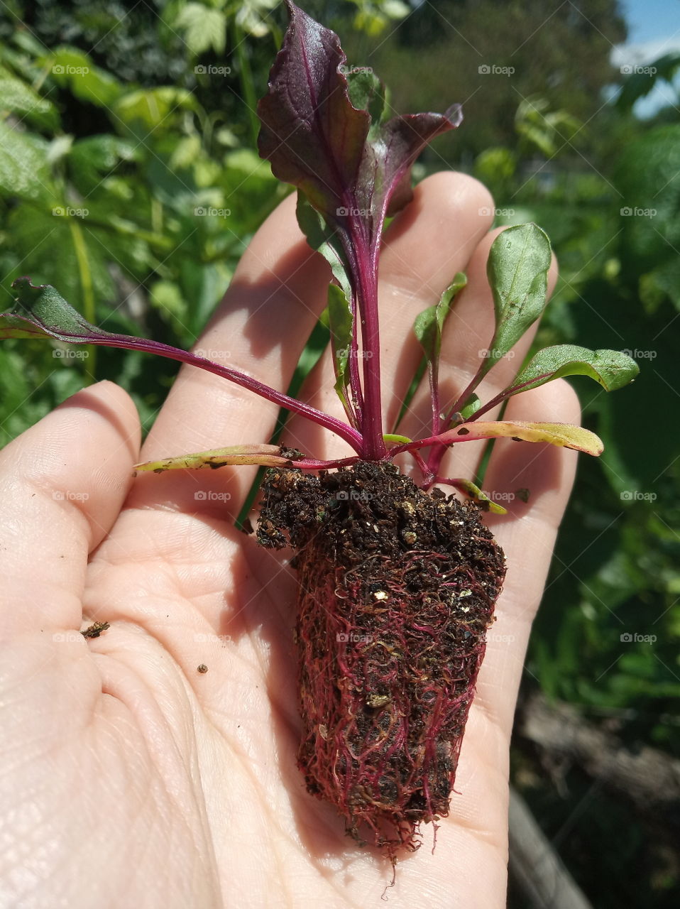 . Little Beetroot