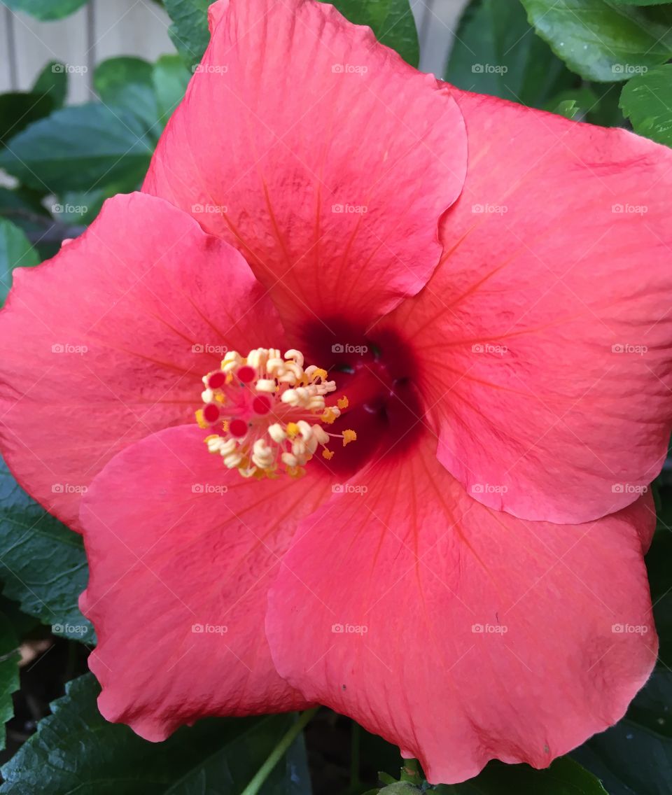Warm Apricot Tropical Hibiscus