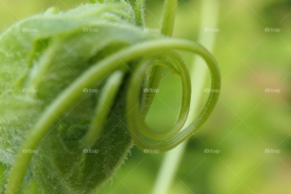 Spirals in the nature