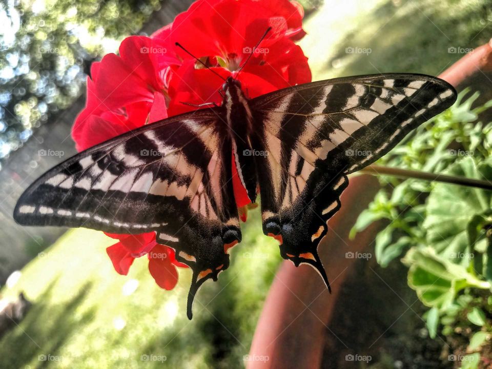 swallowtail and geranium