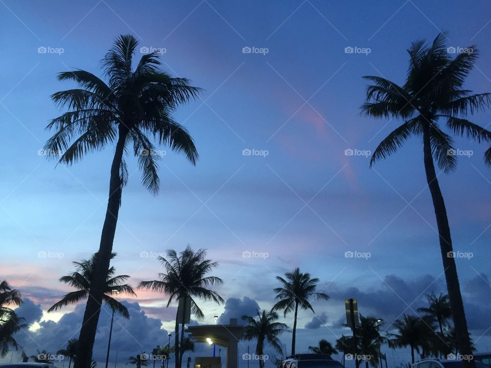 Palm tree silhouette in front of a sunset 