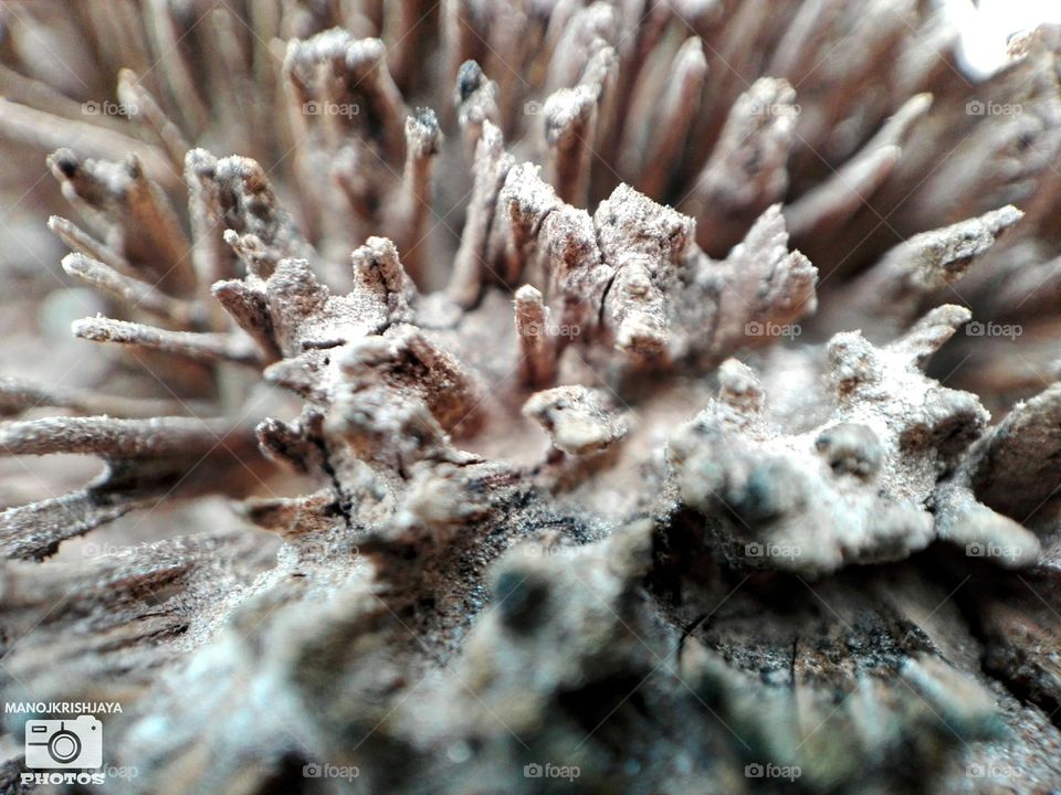 ruined coconut trunk & close view