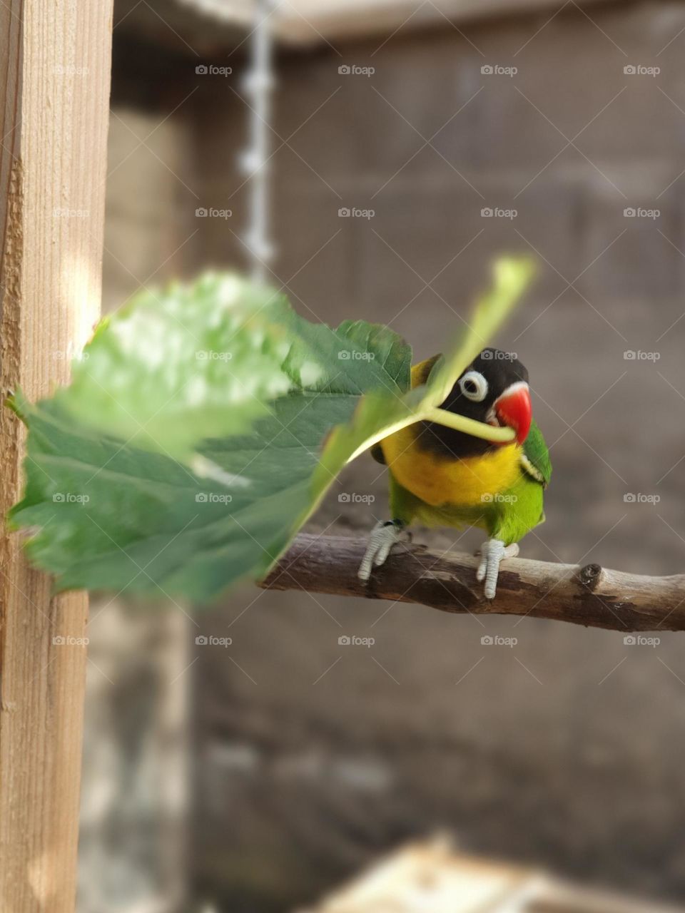 Argaponids Bird,  small parrot plays with a leaf