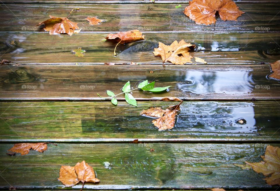 A small, green, leafy twig among large, fall leaves on a rain-soaked, wooden surface 