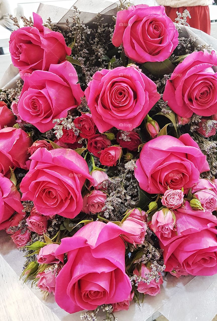 large pink ecuadorian roses