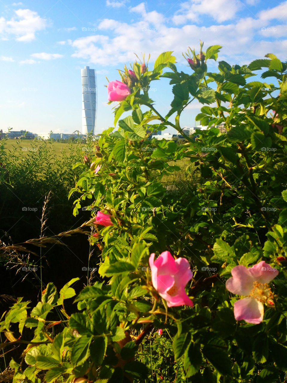 sky malmö sweden flowers by nitha75