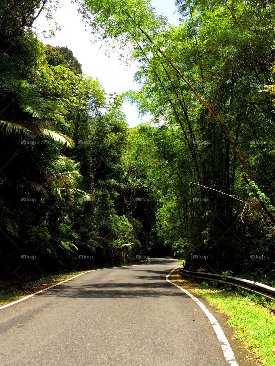 Rainforest Road. A winding road that leads deep into a lush rainforest: El Yunque in Puerto Rico.