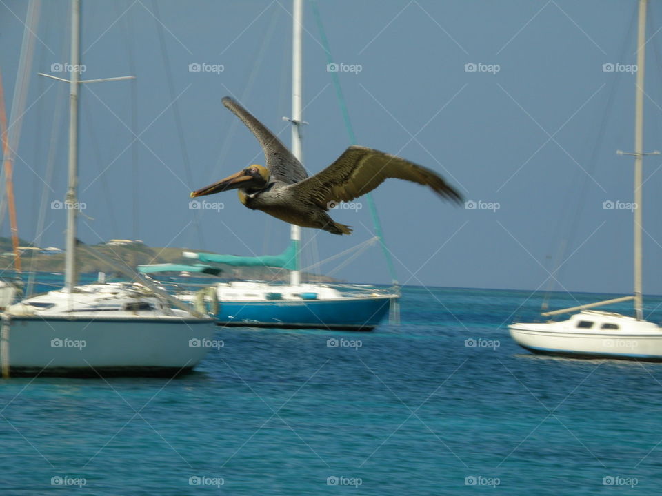 Pelican in flight