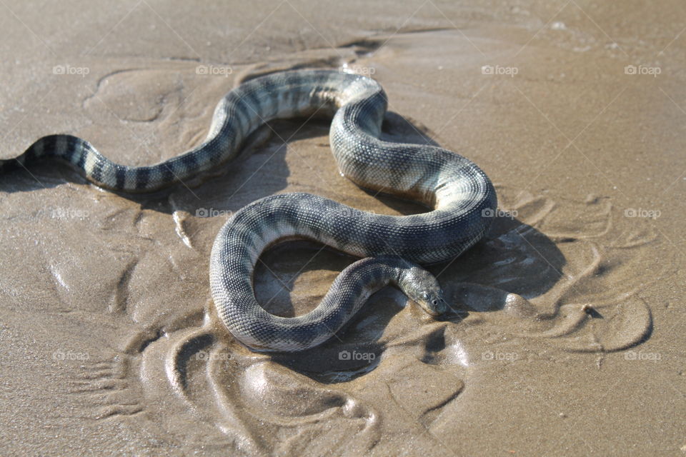 Deadly Sea snake 3