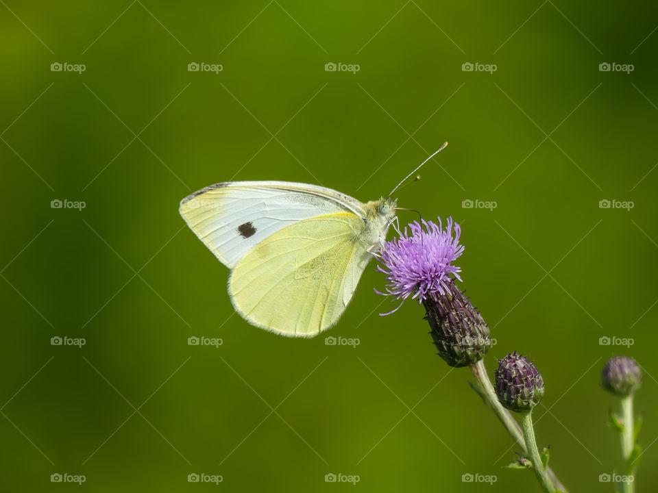 Butterfly on a flower