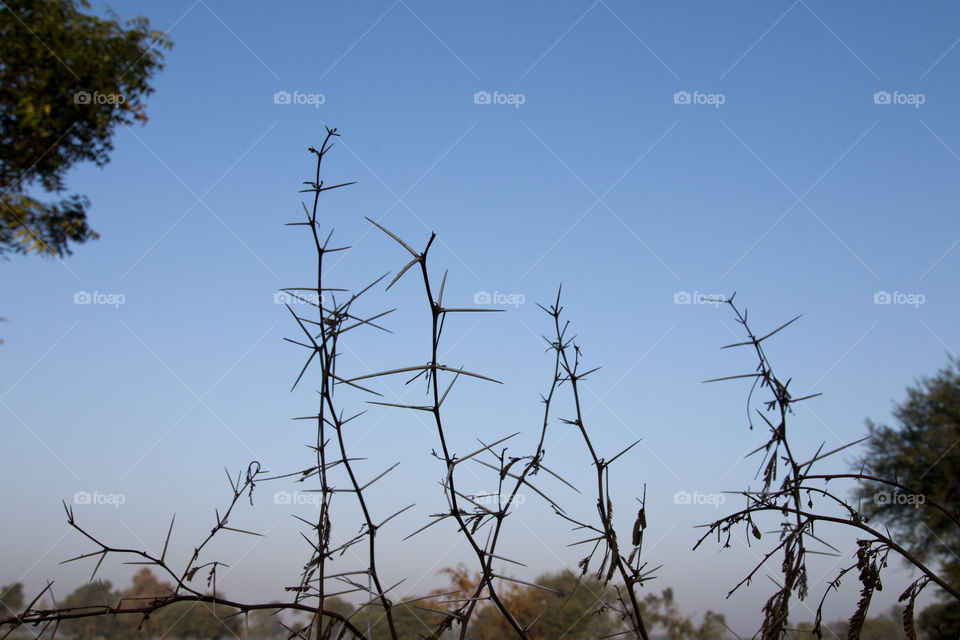 wild bush with blue sky