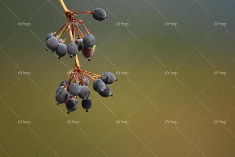 A berry is a small, pulpy, and often edible fruit. Typically, berries are juicy, rounded, brightly colored, sweet, sour or tart, and do not have a stone or pit, although many pips or seeds may be present.