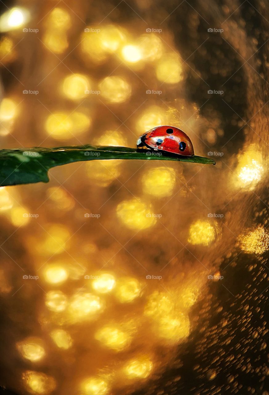 A red ladybug preparing for Christmas