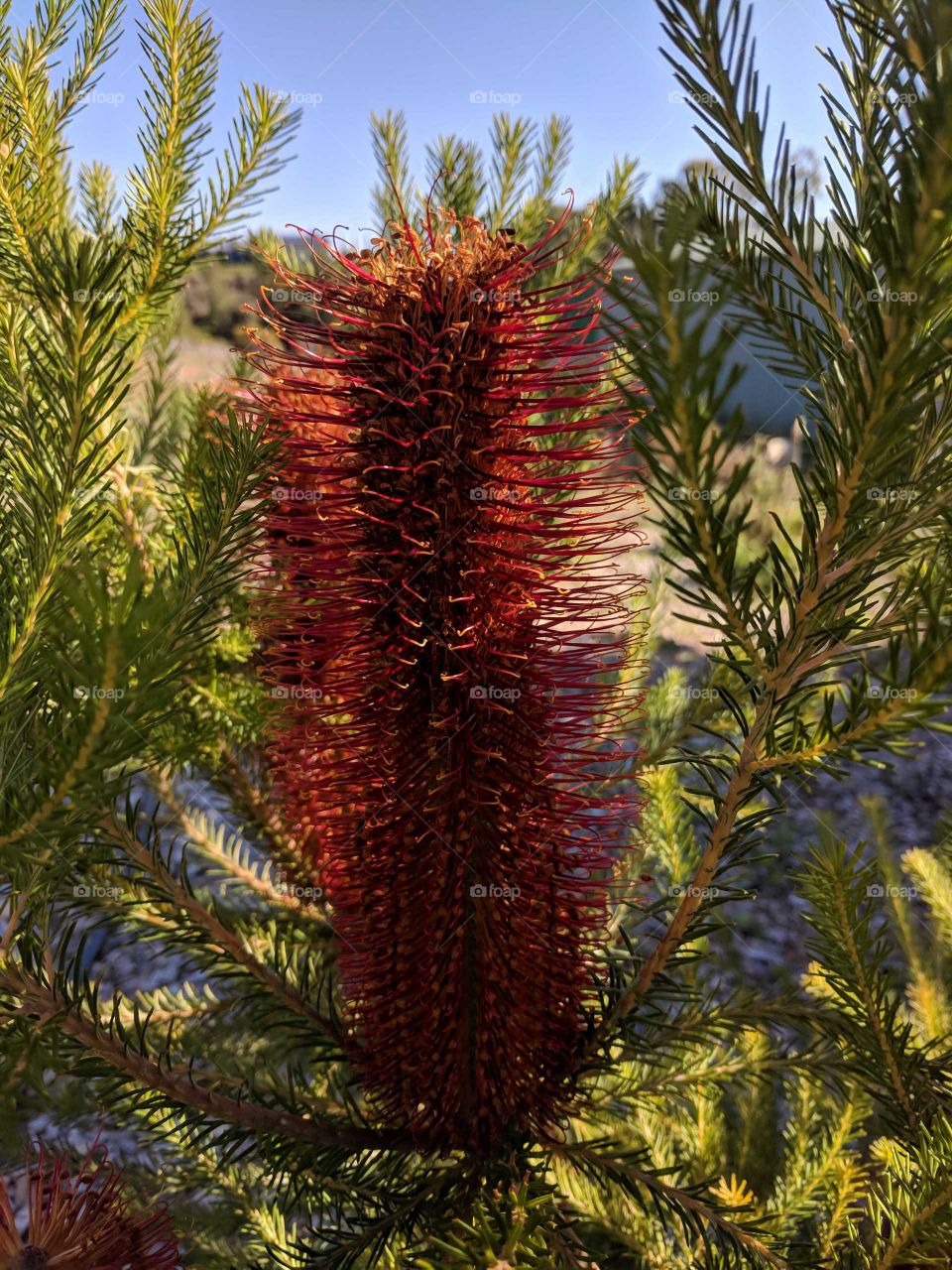 Vibrant and colourful flower of a Banksia