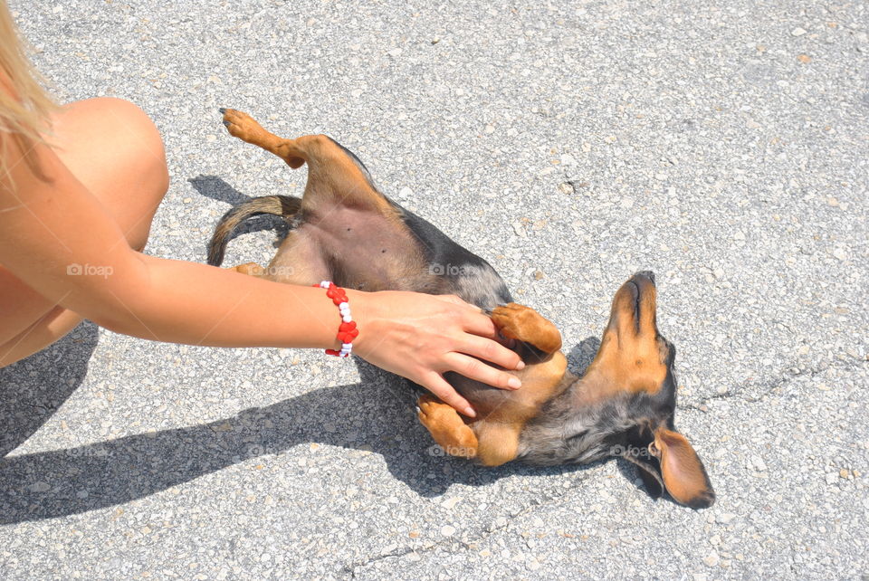 A lazy cute dachshund getting a massage