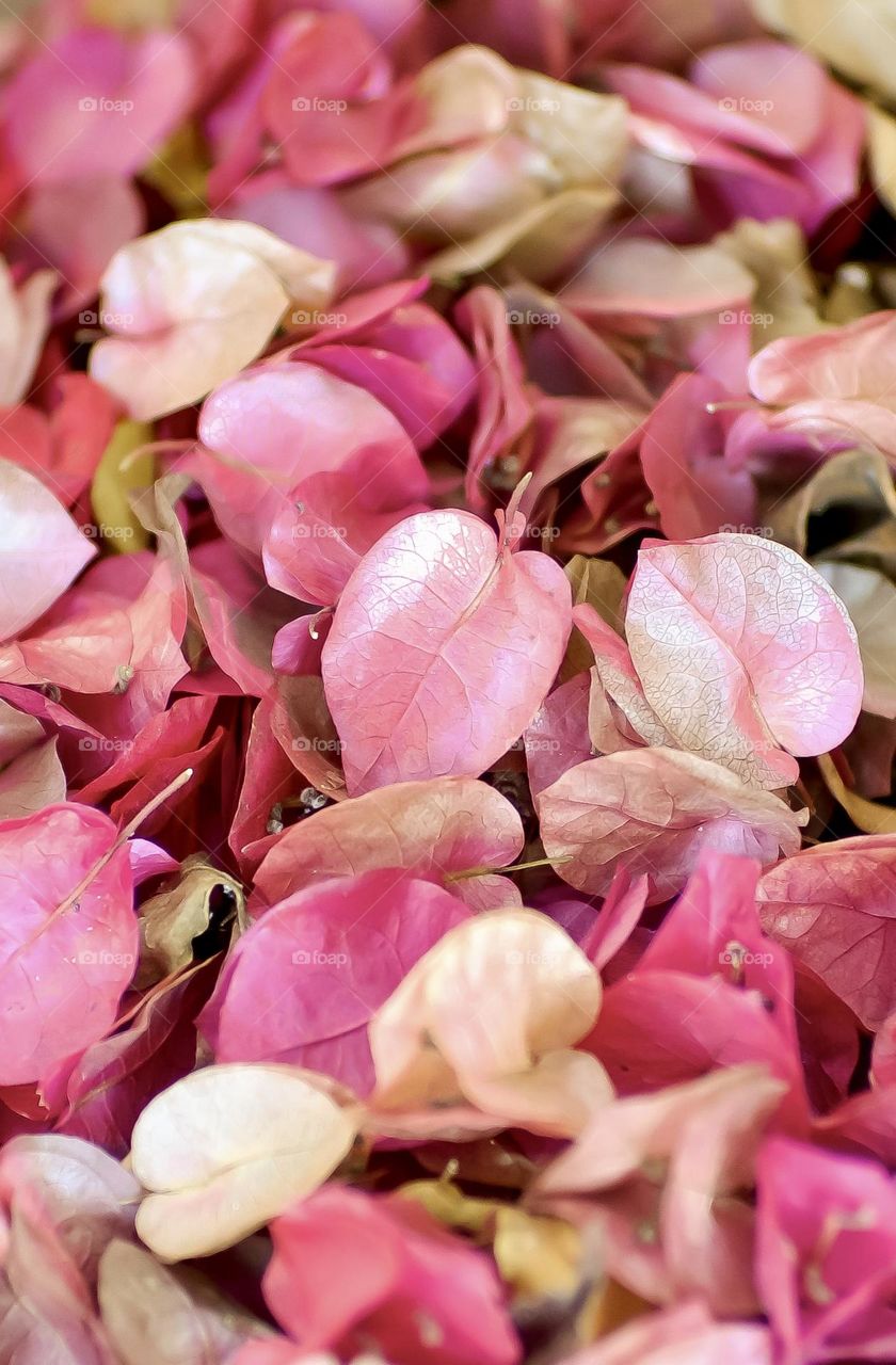 Closeup of spent bougainvillea flowers in rose, pink and white.
