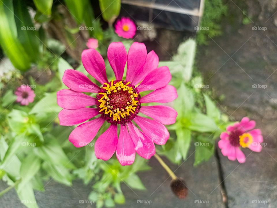 Close-up of a pink flower with a yellow and brown core, surrounded by green leaves and several other smaller flowers