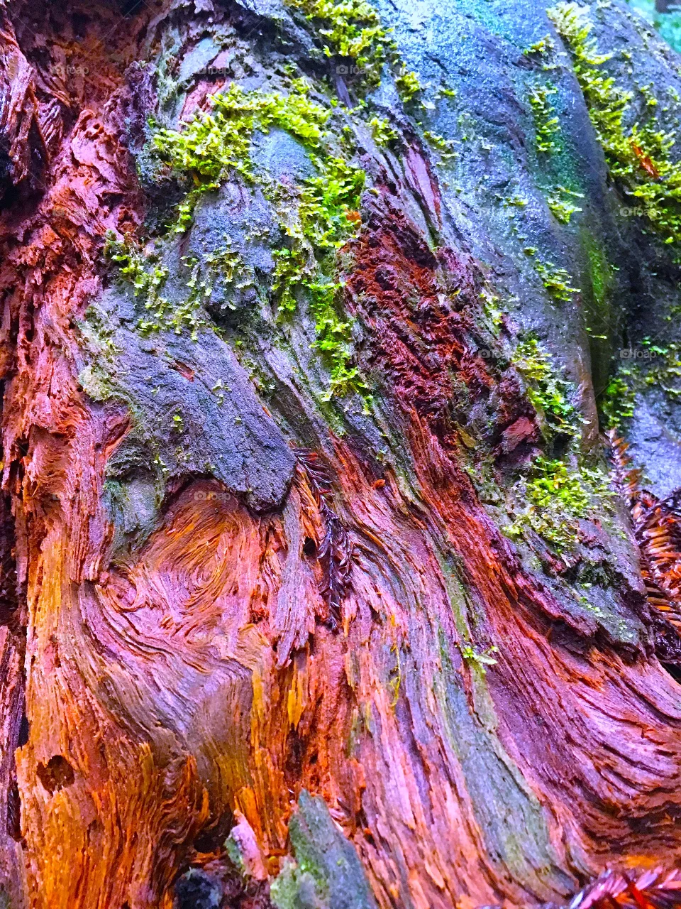 Bark