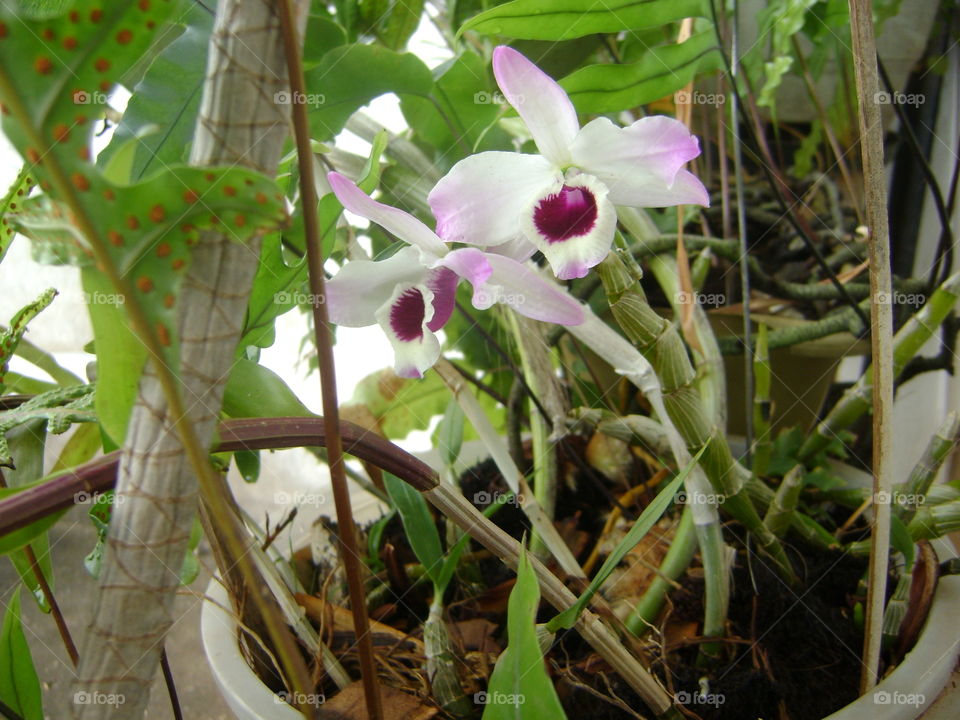 orquídea