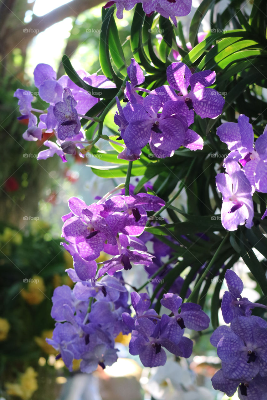 orchid Queen of Flowers