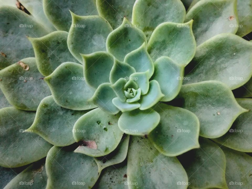 succulent