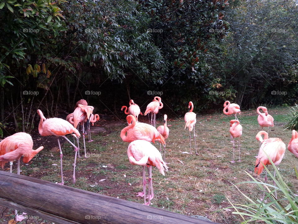 Flamingo, Bird, Zoo, Wildlife, Neck
