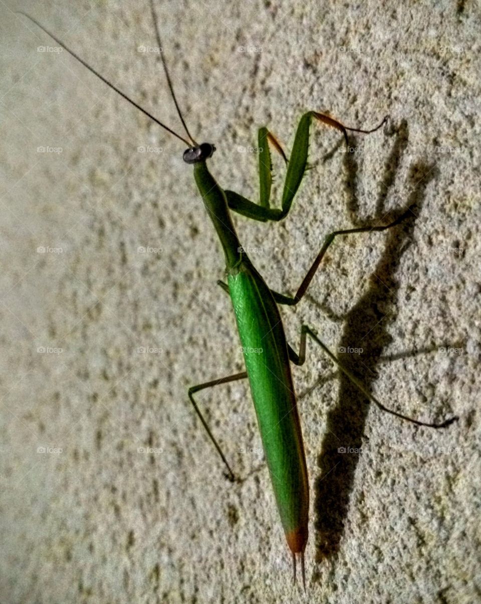 Praying mantis / Mante religieuse