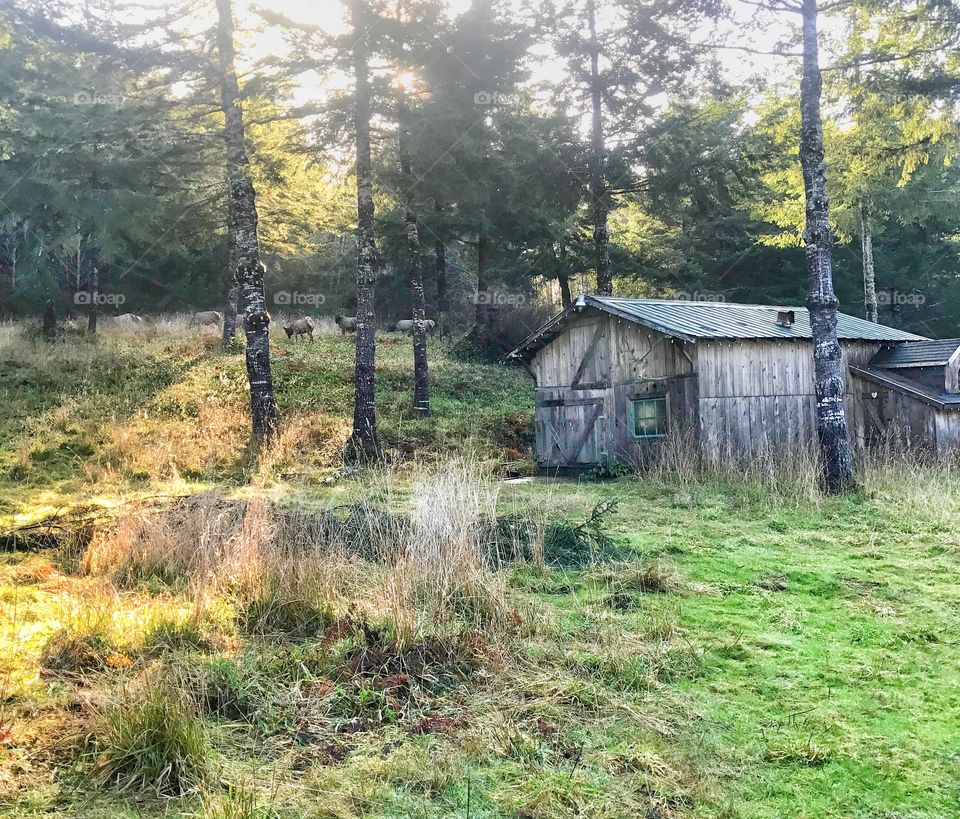 Elk on the farm 