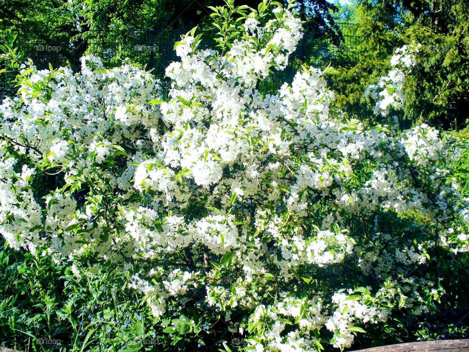 blossoming
 white lilac