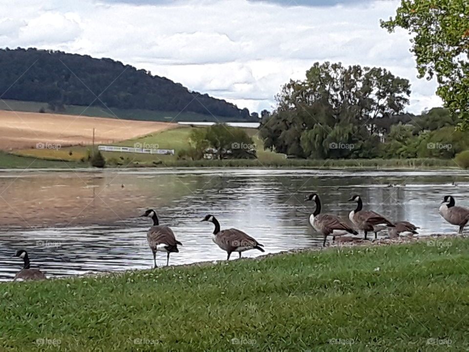 Water, Lake, Grass, Goose, Bird