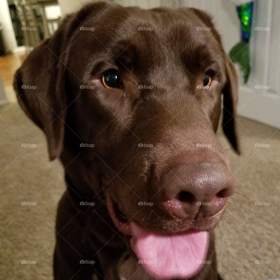 1 year old Chocolate Lab