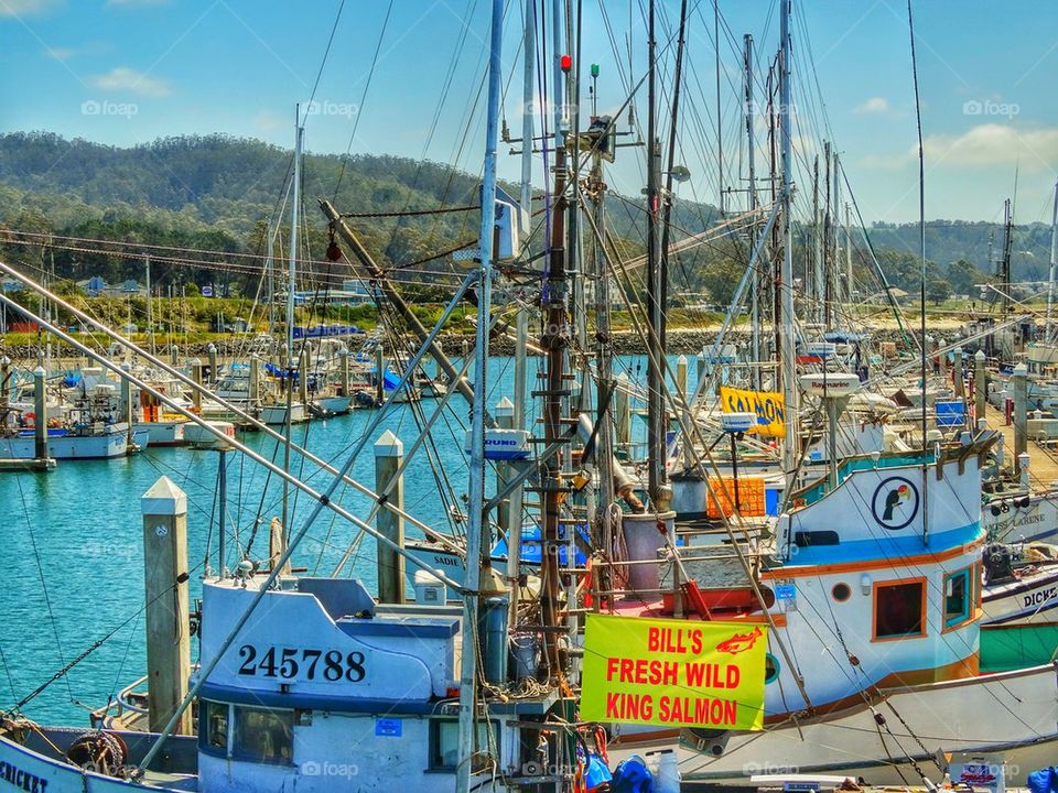 Salmon fishing fleet