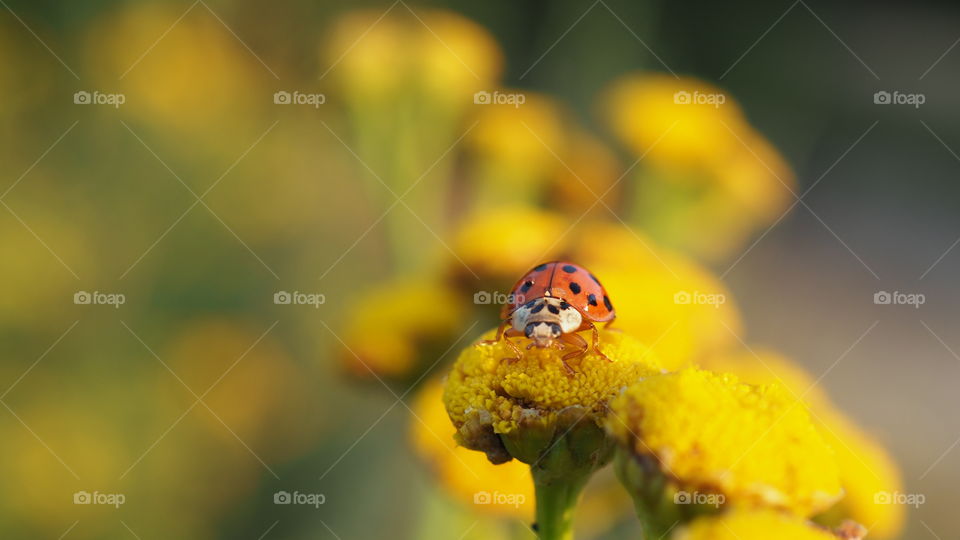 ladybug