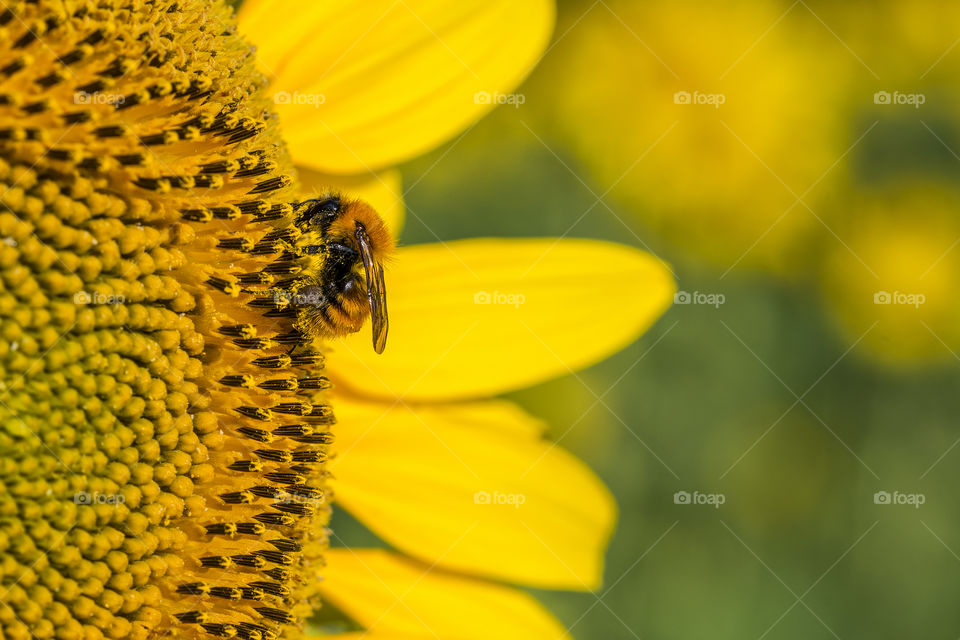 Bee gathering pollen on a sunflower early in the morning