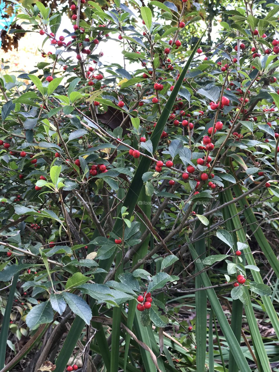 Autumn berries 