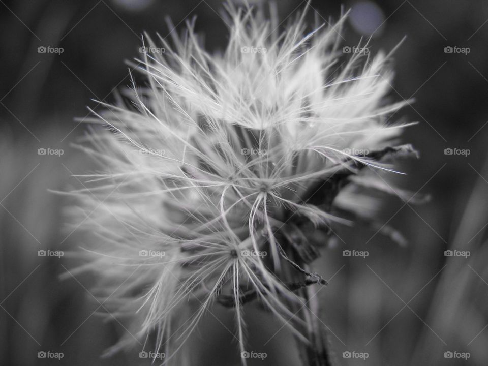 Dandelion, calmness, plant, nature