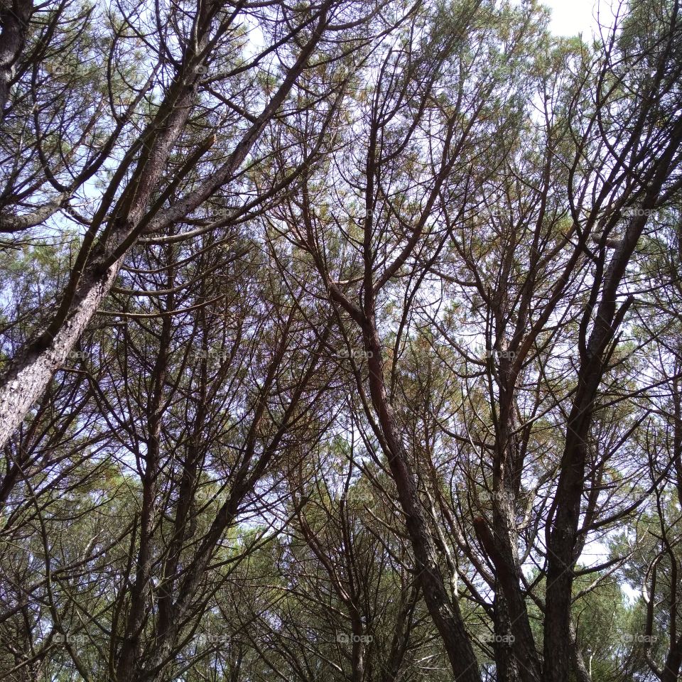 Trees in the park